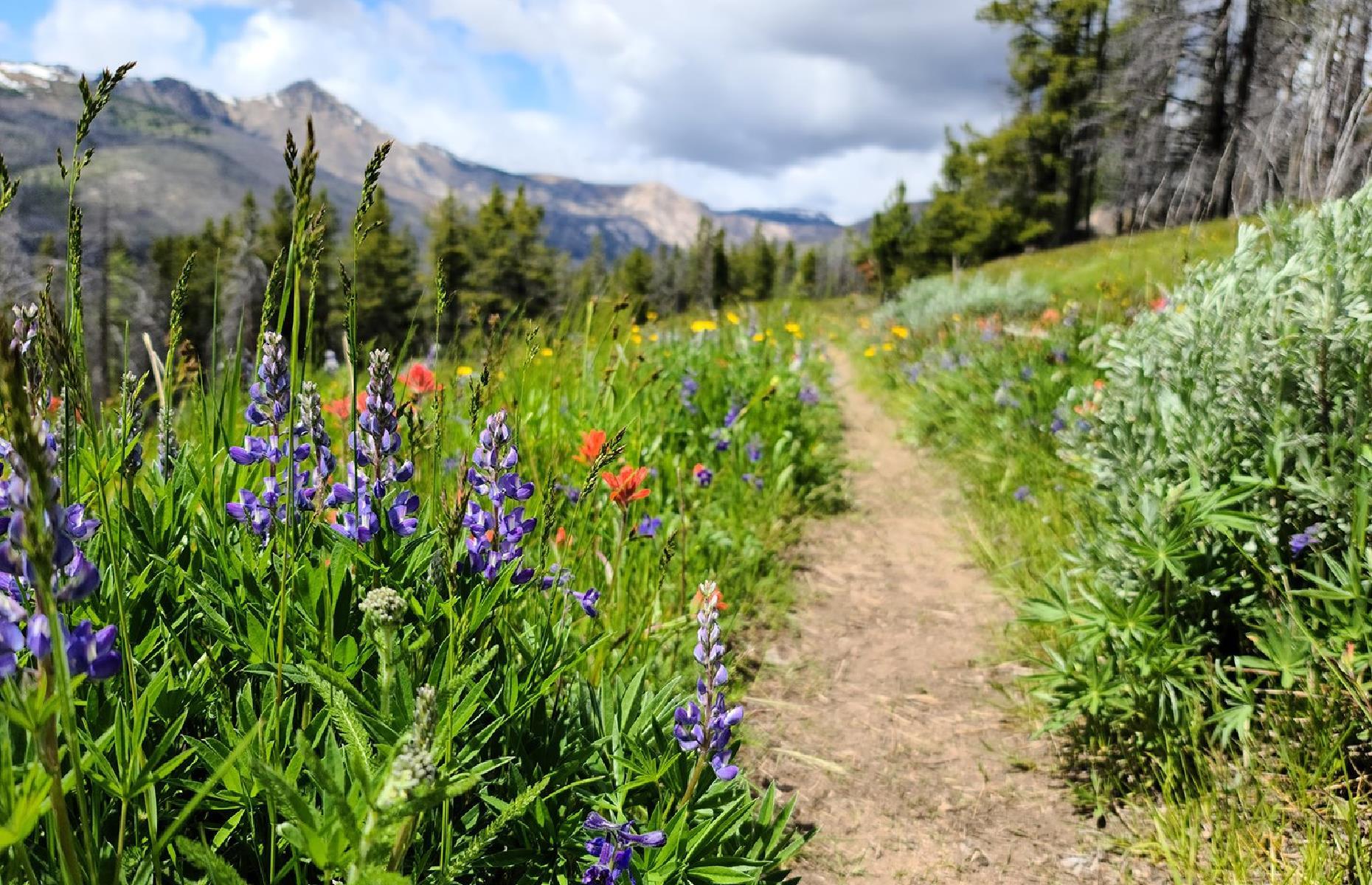 Take a hike